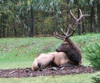Wapiti Woods Guest Cabins - Weedville, PA
