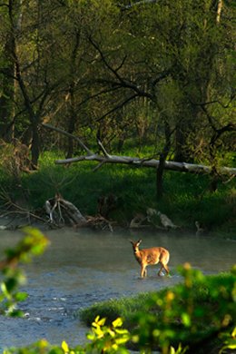 McKean County - Your Hunting Paradise