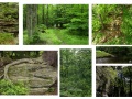 ANF Forest Sites