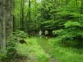 ANF Hiking - Trail Central - McKean County, PA