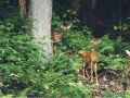 ANF Wildlife - Deer Watching