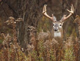 newton county water authority deer hunt map