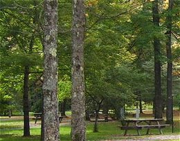 A view of Sizerville State Park showing picnic table among trees