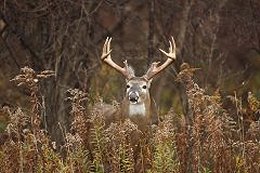 White tail buck peering up from tall brush