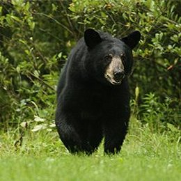 Black Bear coming out of forest