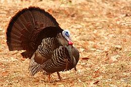 Tom Turkey displaying fan tail feathers