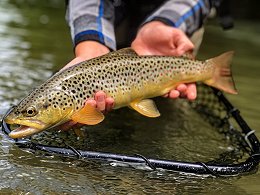 Freshly caught brown trout