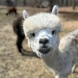 Face of white alpaca
